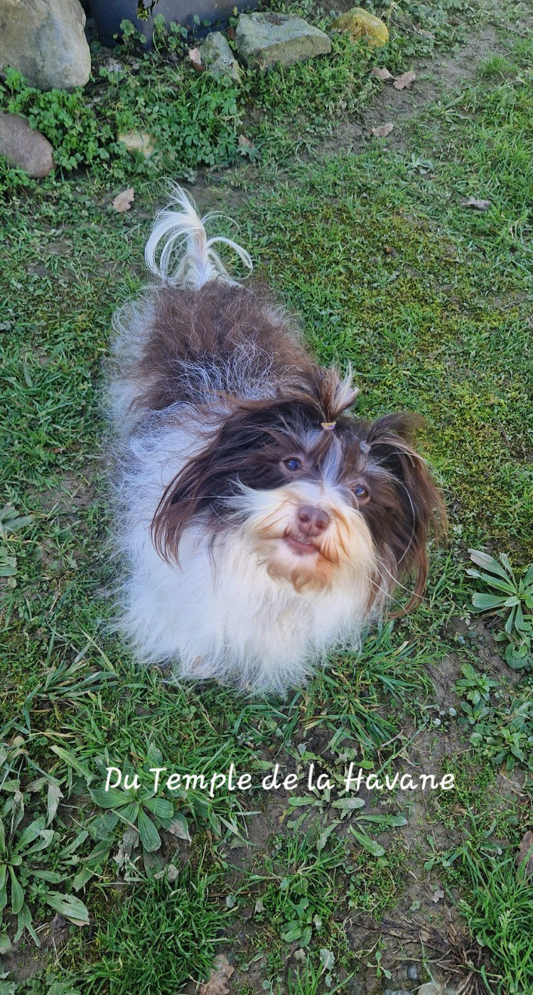 Symphony brown Del rey rakashi