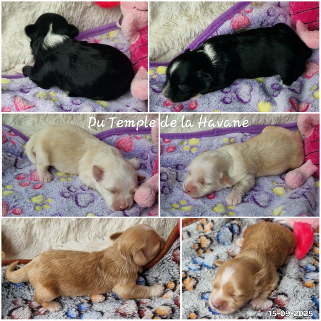 Mes beaux bébés d'amour de septembre !