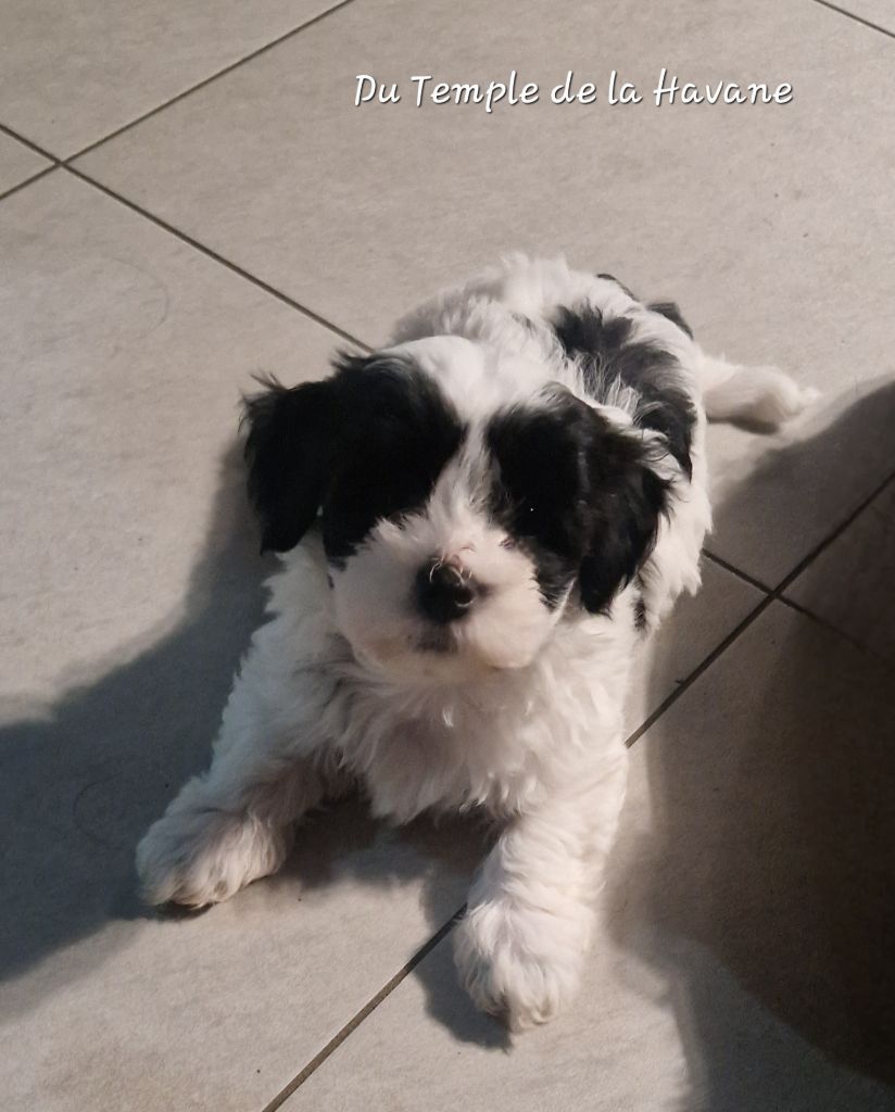 Du Temple De La Havane - Austin, petit coeur à prendre !