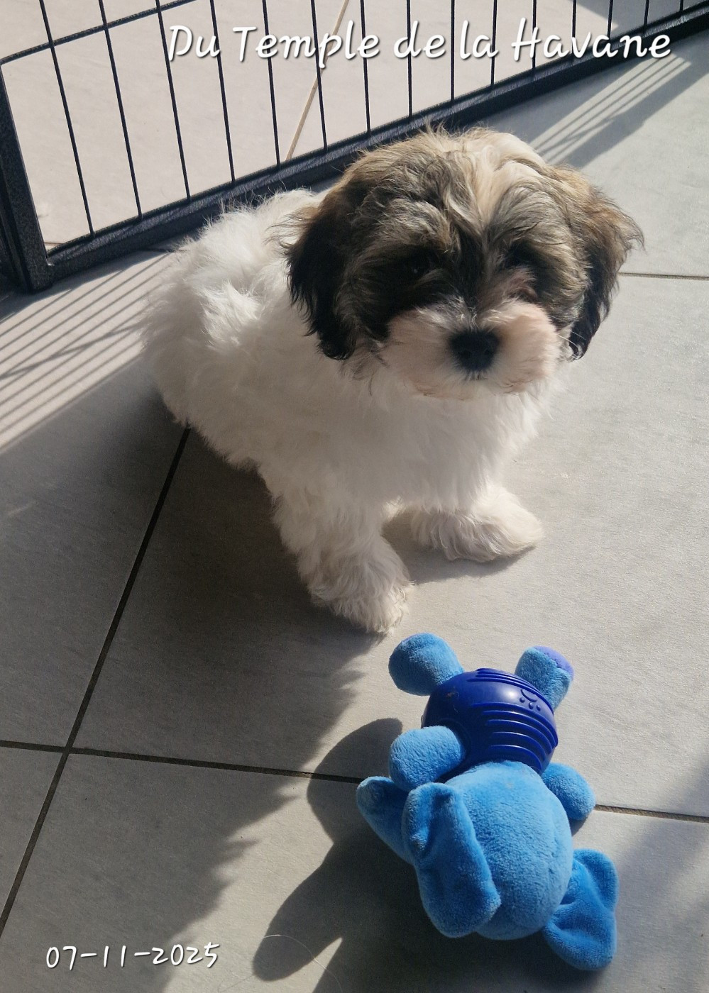Du Temple De La Havane - Bichon Havanais - Portée née le 29/08/2025