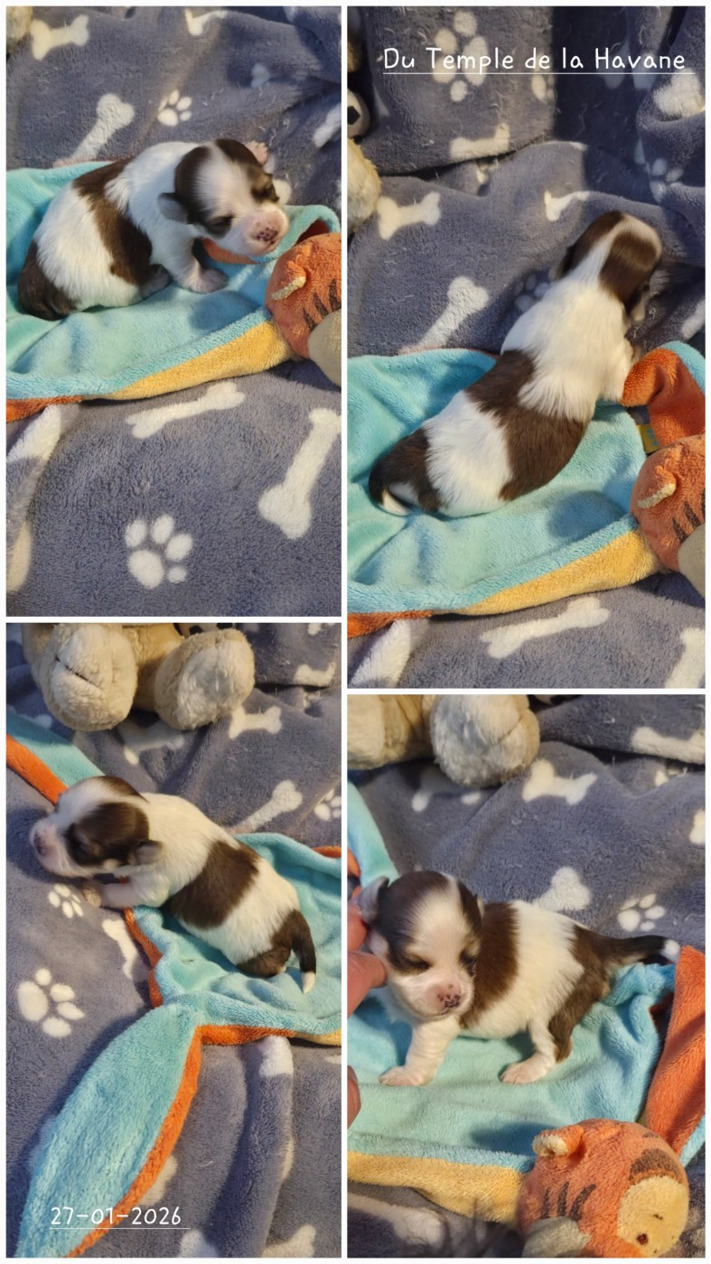Du Temple De La Havane - Chiots disponibles - Bichon Havanais