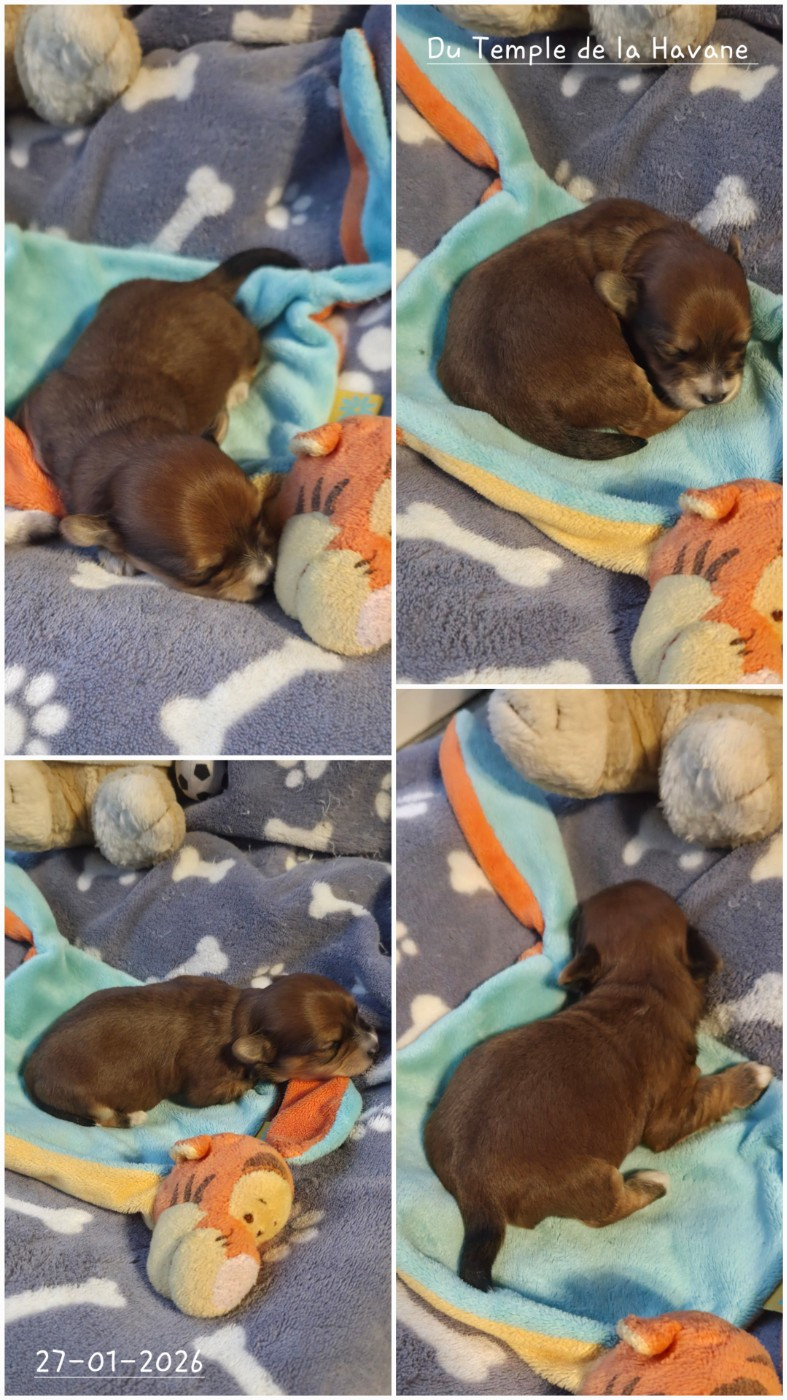 Du Temple De La Havane - Chiots disponibles - Bichon Havanais