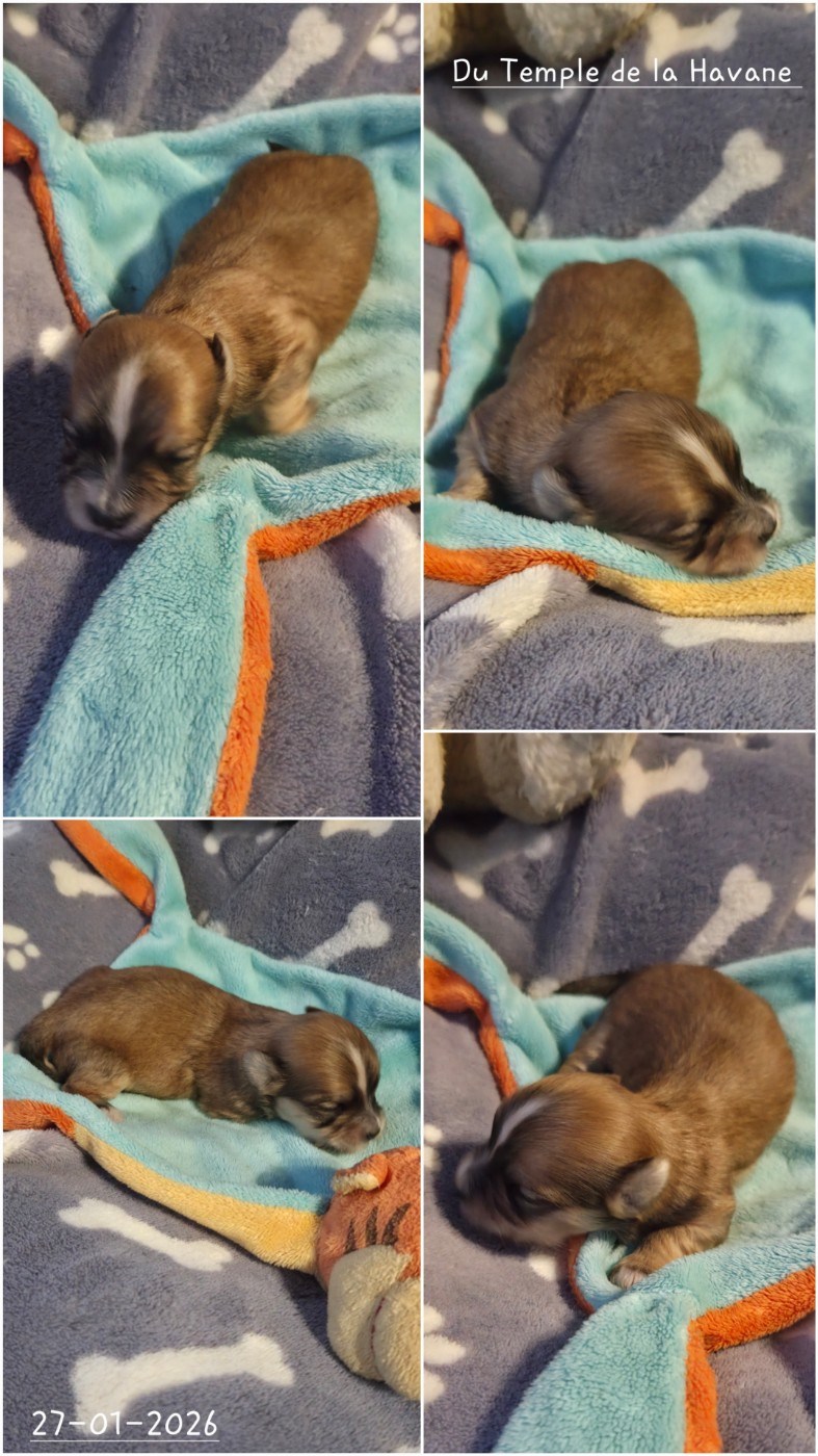 Du Temple De La Havane - Chiots disponibles - Bichon Havanais