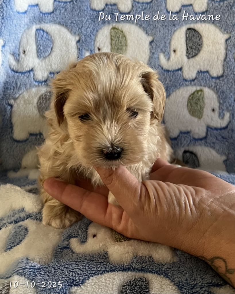 Du Temple De La Havane - Chiots disponibles - Bichon Havanais